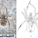 Imagen para el artículo titulado Este fósil de una araña desconocida resultó ser un cangrejo al que alguien pintó patas en una elaborada estafa